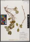 Foto von Salix reticulata L.